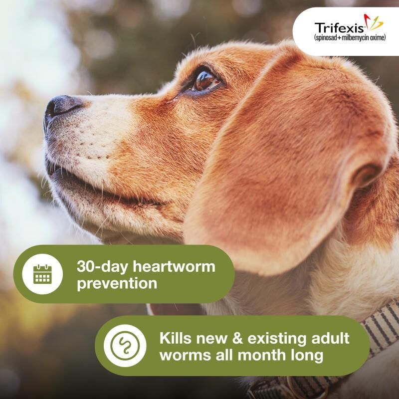 Trifexis Chewable Tablets for Dogs 10.1-20 lbs Orange, 6 Month Supply
