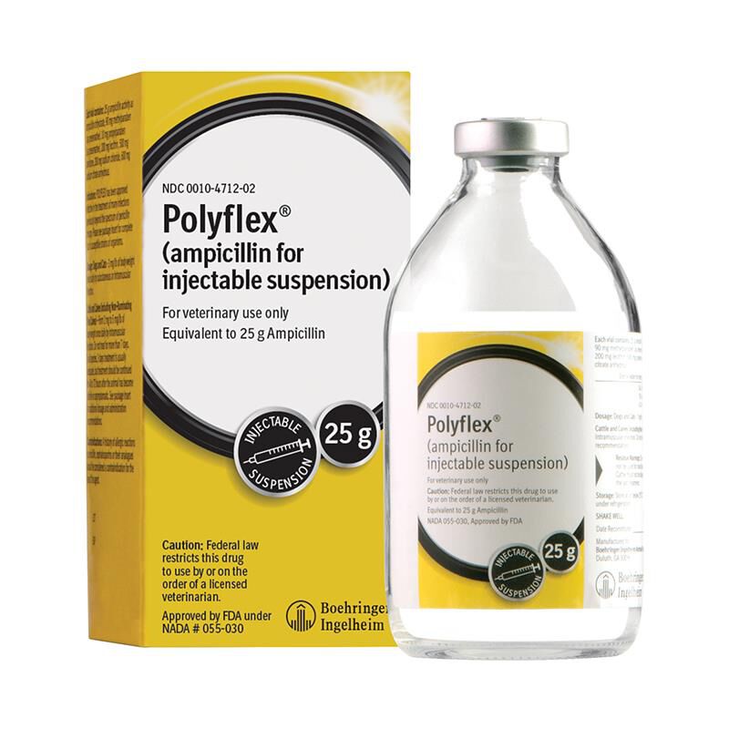 Polyflex (ampicillin for injectable suspension 25 g) for Cattle