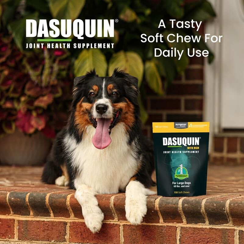 Dasuquin Soft Chews with MSM Large Dogs over 60 lbs 84 Ct.