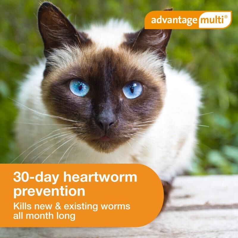 Advantage Multi for Cats 9.1-18 Lbs Purple, 6 Month Supply