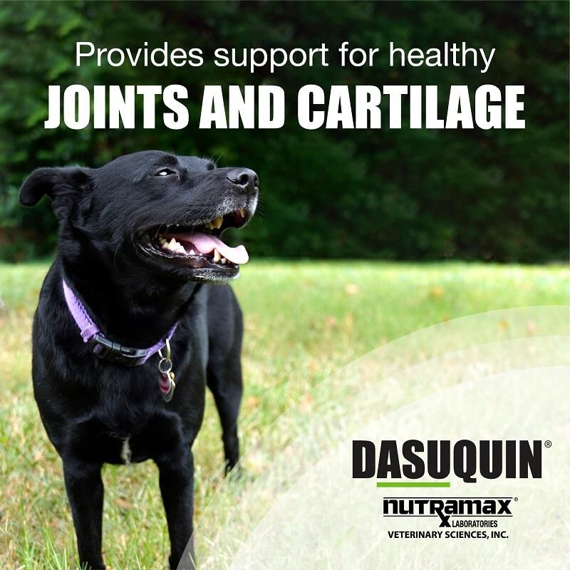 Dasuquin Soft Chews Large Dogs over 60 lbs 84 Ct.