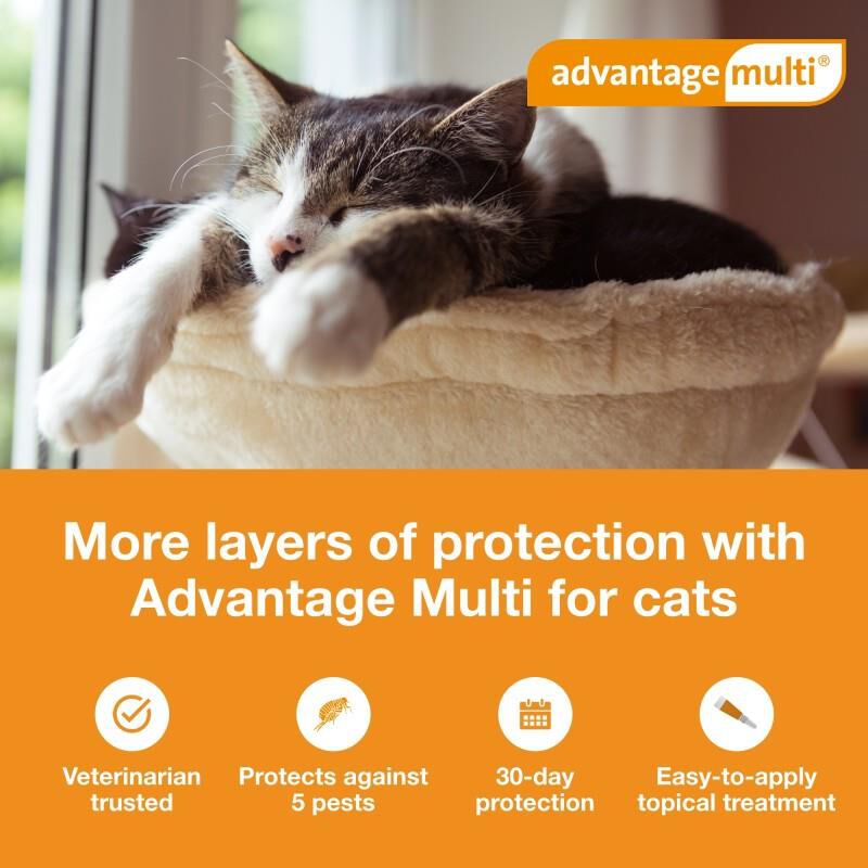 Advantage Multi for Cats 9.1-18 Lbs Purple, 6 Month Supply