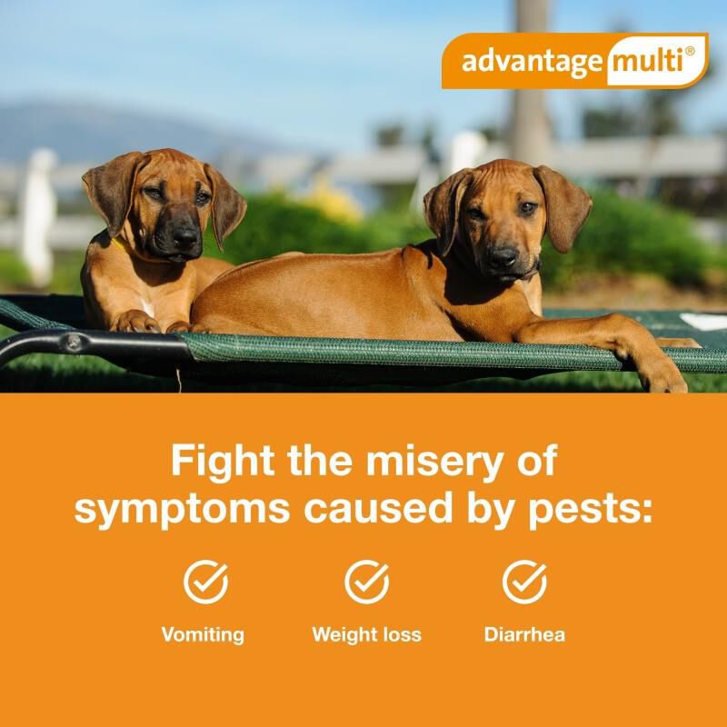 Advantage Multi Topical for Dogs 20.1-55 lbs Red, 6 Month Supply