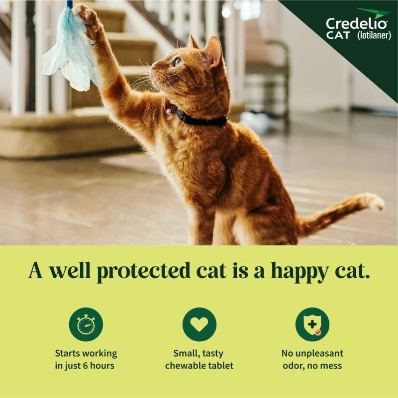 Credelio CAT Flea & Tick Chewable Tablets for Cats and Kittens 4.1-17.0 lbs (48 mg) Aqua, 6 Month Supply