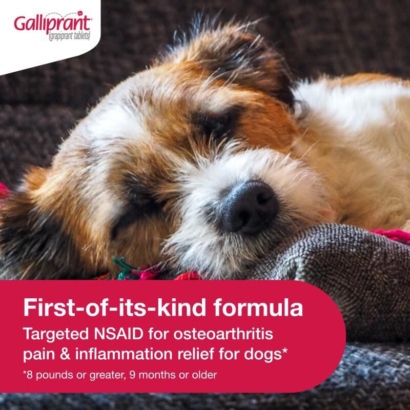 Galliprant Tablets for Dogs 20 mg, 1 Count