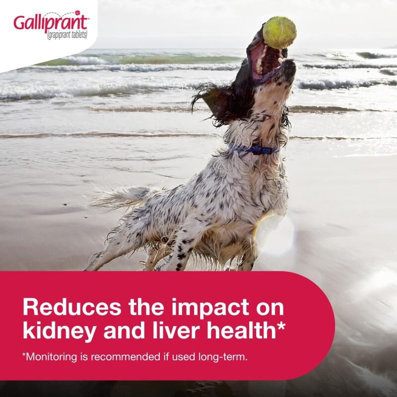 Galliprant Tablets for Dogs 20 mg, 1 Count