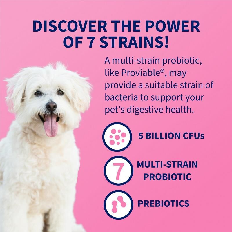 Proviable-DC  for dogs and cats 80 Capsules