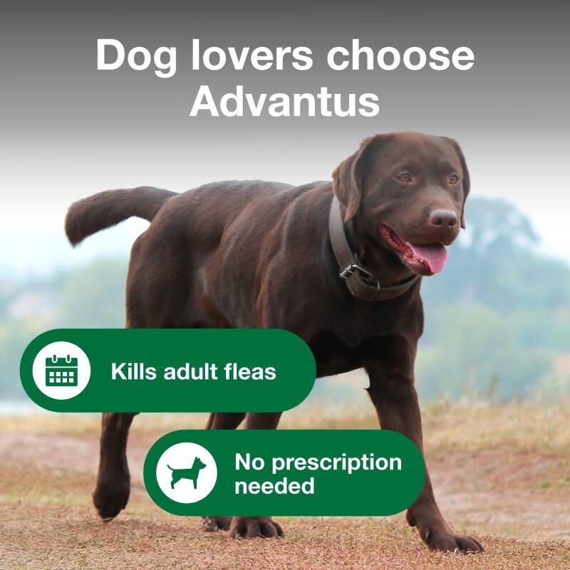 Buy Advantus Oral Flea Treatment Soft Chews for Dogs Online Fetch Pet Rx