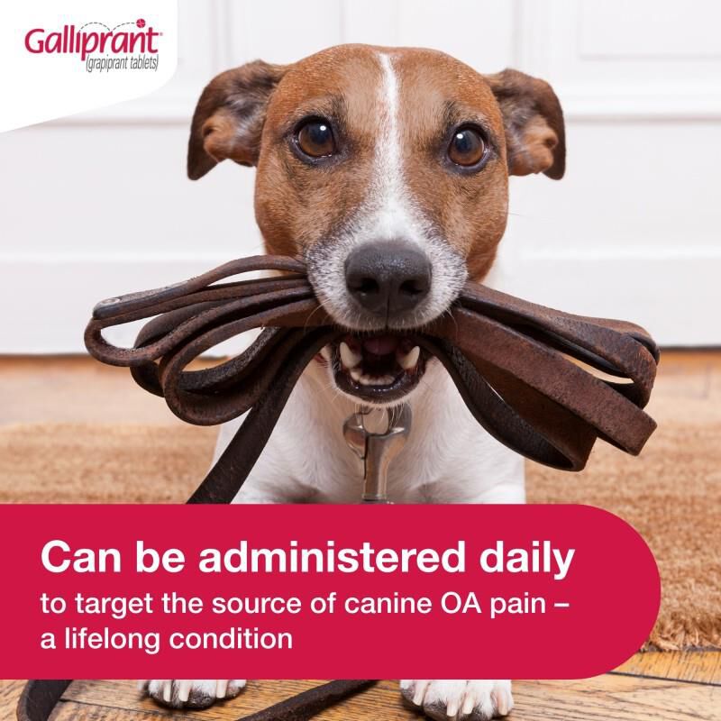 Galliprant Tablets for Dogs 20 mg, 1 Count