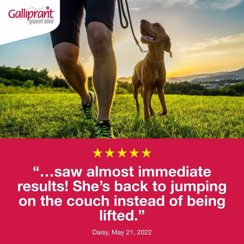 Galliprant Tablets for Dogs 100 mg, 30 Ct.