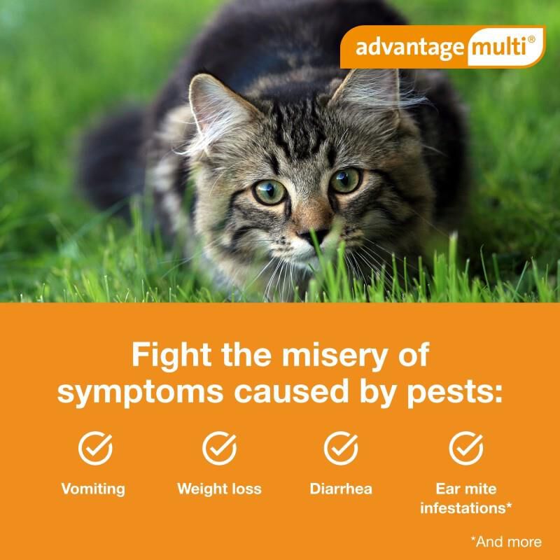 Advantage Multi for Cats 9.1-18 Lbs Purple, 6 Month Supply