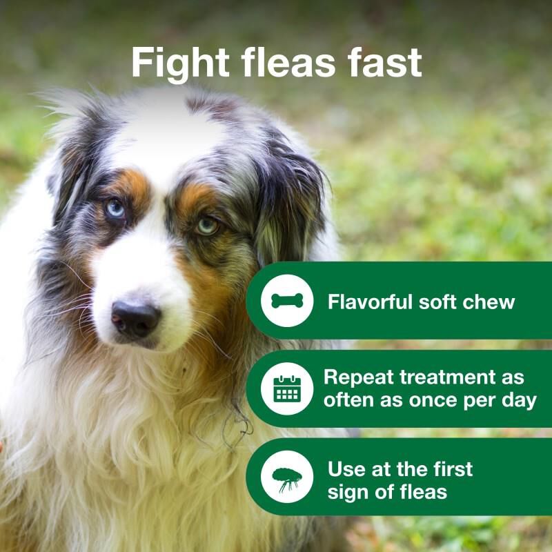Oral anti flea for dogs online