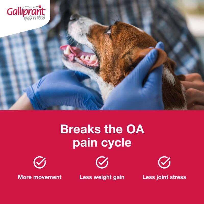 Galliprant Tablets for Dogs 100 mg, 30 Ct.