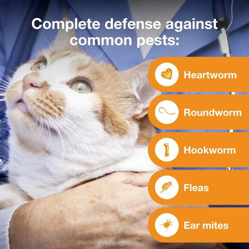 Advantage Multi for Cats 9.1-18 Lbs Purple, 6 Month Supply