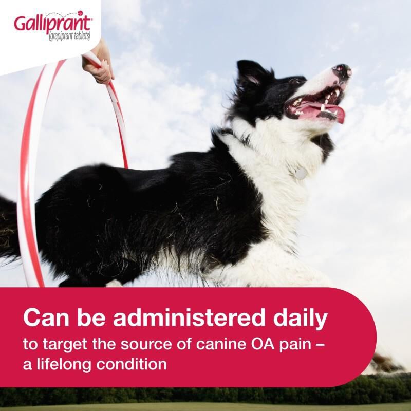 Galliprant Tablets for Dogs 100 mg, 30 Ct.