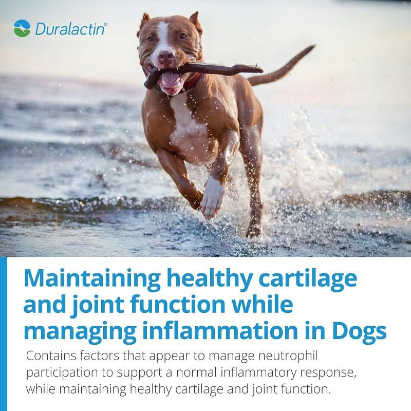 Duralactin Canine Joint Plus Soft Chews