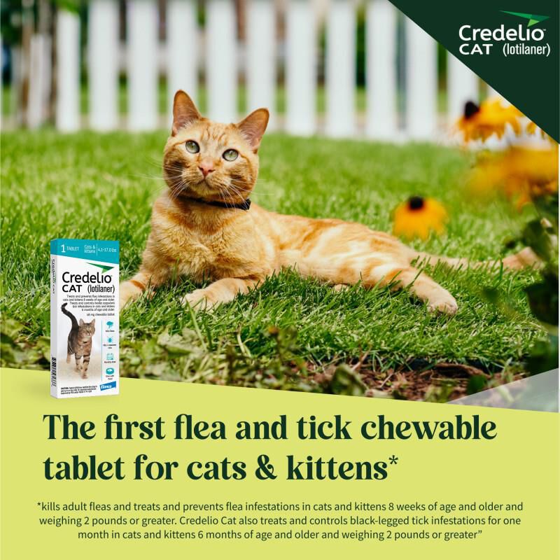 Credelio CAT Flea & Tick Chewable Tablets for Cats and Kittens 4.1-17.0 lbs (48 mg) Aqua, 6 Month Supply