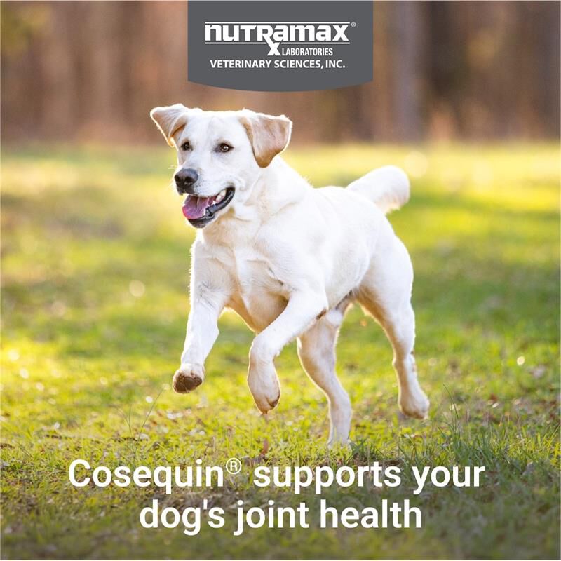 Cosequin DS Chews Plus MSM 132 Ct