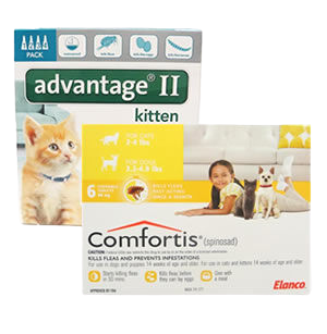 Cat flea & tick