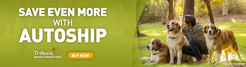 Cat flea & tick