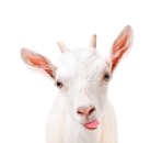 Goat